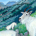 Goats in Glacier National Park_copyrighted nature illustration_JMTurley