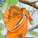 butterfly activities_copyrighted nature illustration_JMTurley