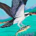 Osprey flying_copyrighted nature illustration_JMTurley