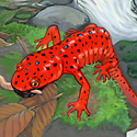 red-bearded salamander_copyrighted nature illustration_JMTurley