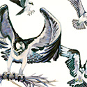 Ospreys Flying_copyrighted nature illustration_JMTurley