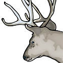 mule deer buck_copyrighted nature illustration_JMTurley