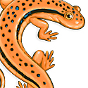 salamander S_copyrighted nature illustration-JMTurley