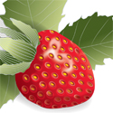 strawberry_copyrighted nature illustration_JMTurley
