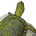 turtle_copyrighted nature illustration