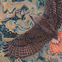 Hawk above Konza Prairie_copyrighted nature illustration_JMTurley