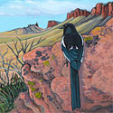 Magpie in Colorado_copyrighted nature illustration_JMTurley