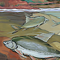 Chubs fish_copyrighted nature illustration_JMTurley
