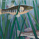 Mummichog fish in Salt Marsh_copyrighted nature illustration_JMTurley