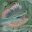fish in a bucket_copyrighted nature illustration_JMTurley
