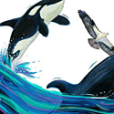 Orca and Osprey_copyrighted nature illustration_JMTurley